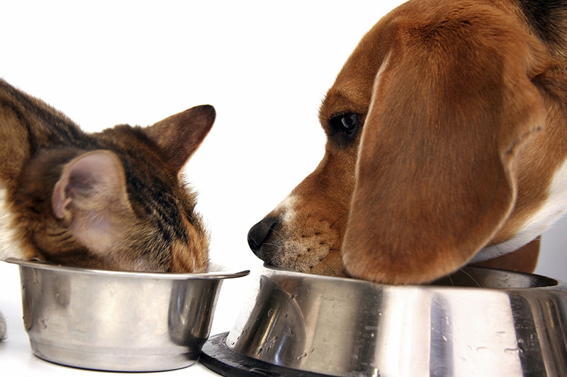Pet food alimentazione per cane e gatto