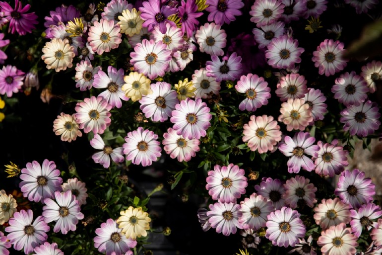 fiori margherite bianche e viola