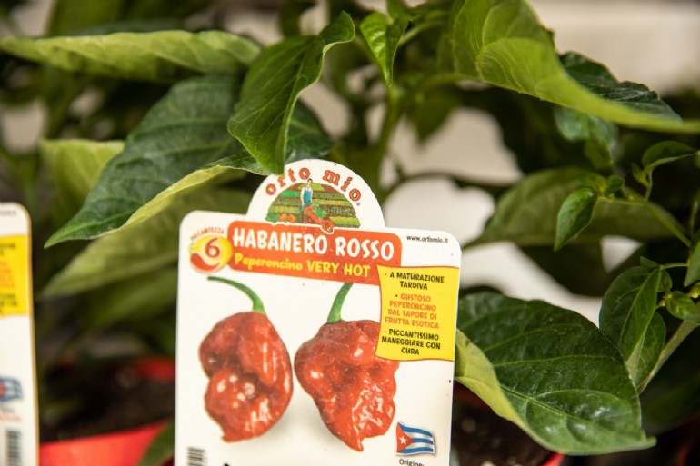 Habanero rosso