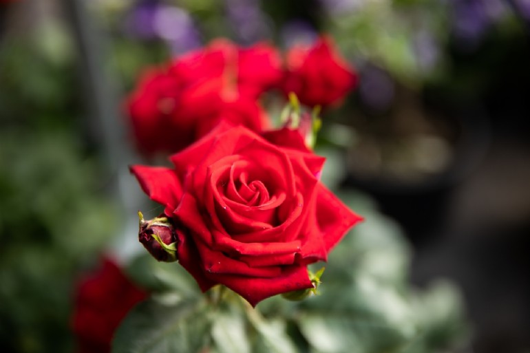 rose rosse