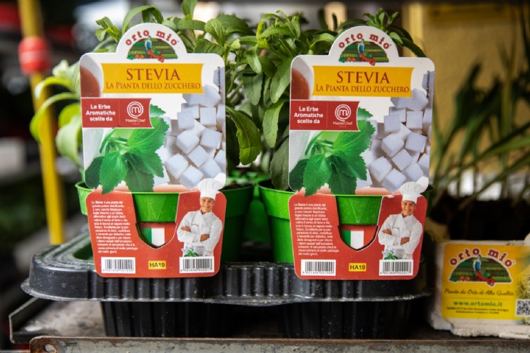 piantine stevia